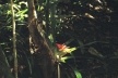 Bertioga, bromélia em meio à vegetação<br />Foto Denise Fernandes Geribello, mar. 2003 