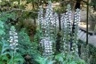 Acanthus mollis em flor, Roma, Julho 2013<br />Foto Christiane Lisboa 