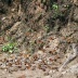Borboletas monarcas tomando banho de sol de manhã cedo
<br />Foto Sandra Barone 