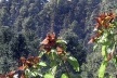 Borboleta monarca colhendo nestar nas flores<br />Foto Sandra Barone 