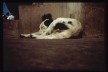 Francis Alÿs. Dormientes, 1999- <br />Francis Alÿs © Francis Alÿs 