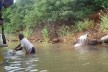 Lago de Sobradinho, descarregamento de rebanho de bodes<br />Foto Sanane Sampaio 