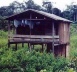 Figura 4 – Casa de caboclo em terra firme, elevada do solo para que o ar circule por todos os lados e proteja a casa da entradas dos animais<br />Foto Beatriz Santos Oliveira 