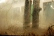 Enxertos, instalação artística de Carlos Teixeira, Fernando Maculan e Leonardo Costa Braga<br />Foto divulgação 