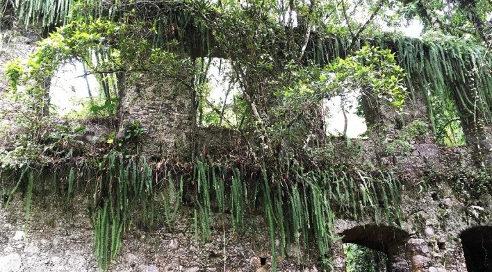 Ruínas do Engenho da Lagoinha, vista interna do conjunto de vãos de janela, Ubatuba SP<br />Foto Thamara Gasch 