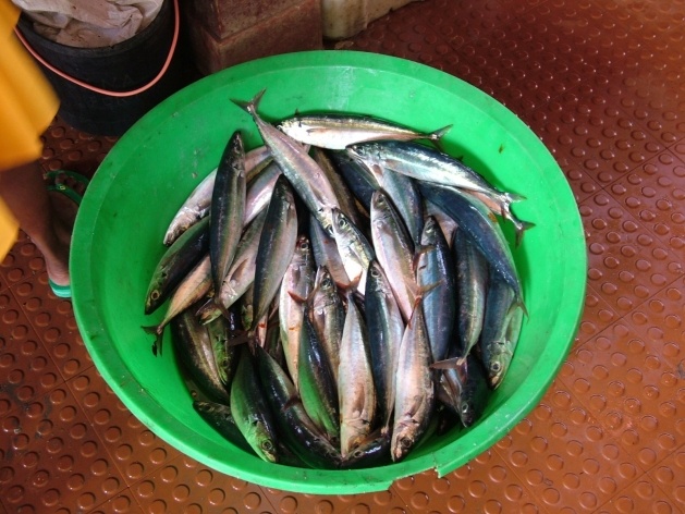Bacia com pescado fresco<br />Foto Paula Janovitch 