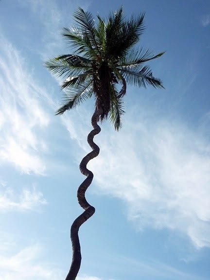 Canindé, Ceará. Coqueiro parafuso<br />Foto José Albano 