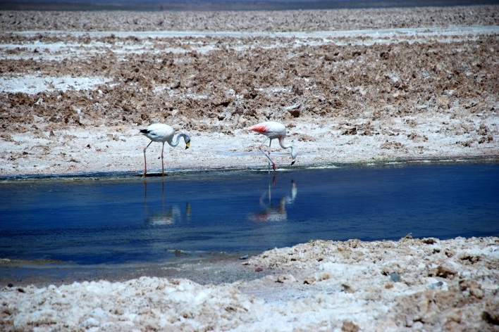 Flamingos na Laguna Chaxa, Salar de Atacama<br />Foto José Tabacow 