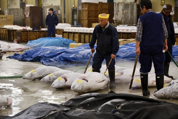 Mercado de peixe Tsukiji, alinhando os atuns do leilão, Tóquio<br />Foto Roberto Abramovich 