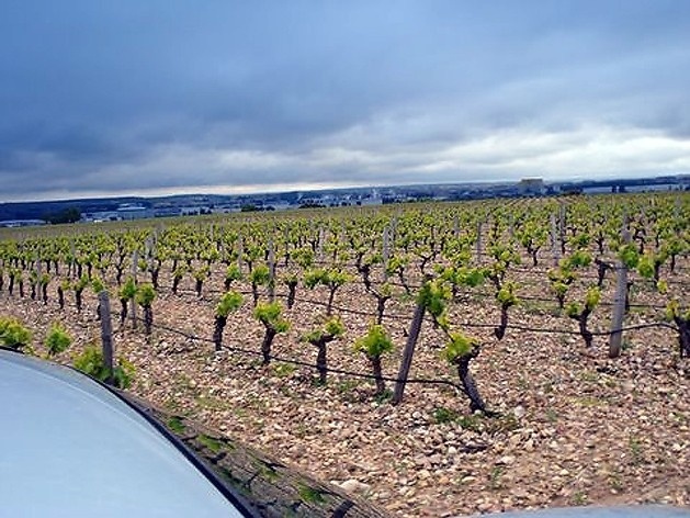 Plantação Torremilanos<br />Foto Breno Raigorodsky 