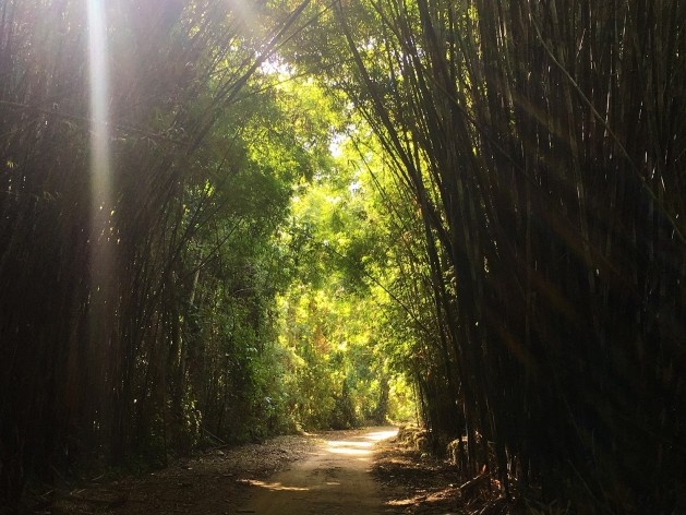 Caminho sombreado a ser seguido antes do percurso histórico <br />Foto Dayane Caputo Camacho Lopes, 2019 