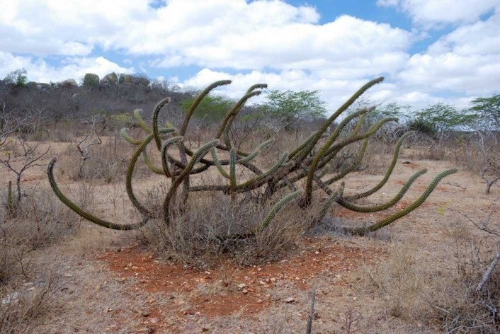 Foto 14 - O facheiro é recoberto por uma cera combustível e foi muito usado pelos caboclos (ver nota 3)