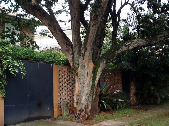 Exemplar de Pau Brasil em São Paulo<br />Foto Rogerio Batagliesi 