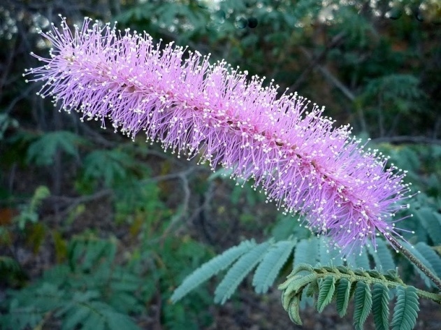 Ceará. Flora silvestre<br />Foto José Albano 