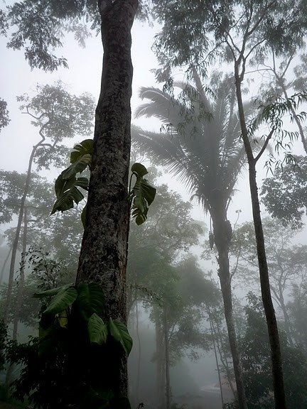 Serra da Ibiapaba, Ceará. Bruma matinal<br />Foto José Albano 