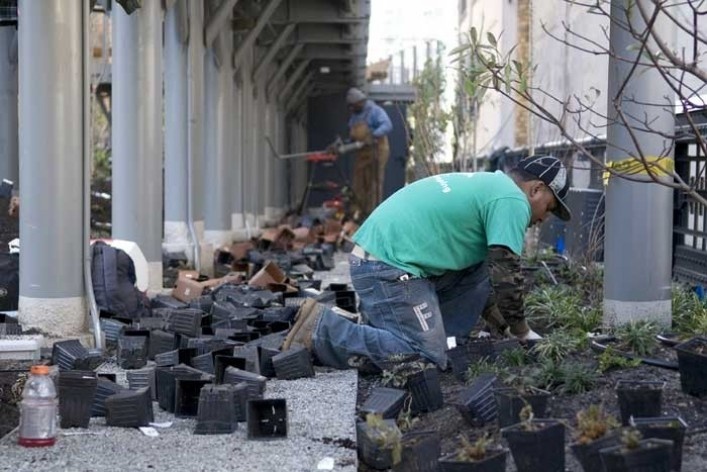 Crews recently installed more than 8,000 plants in the beds under the Philip A. and Lisa Maria Falcone Flyover, a dense woodland area in Section 2. Here, a crew member plants Densiflora lilyturf (Liriope muscari 'Densiflora'), an evergreen groundcover<br />Photo Tim Schneck 