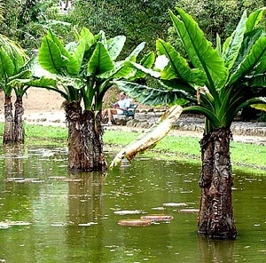 Jardim Botânico do Rio e Janeiro [Foto Eduardo Barra]