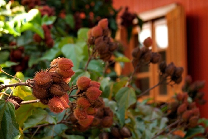 Árvore de colorau, tempero popular<br />Foto Juliana Falchetti 