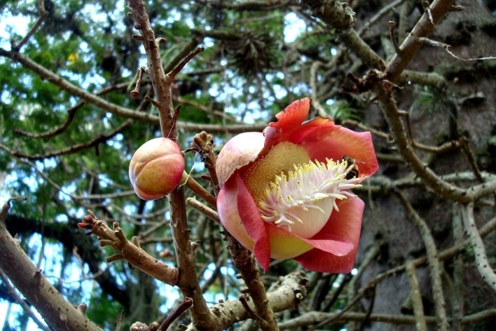 Flores do abricó de macaco