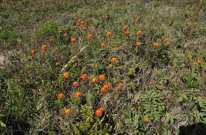 Epidendrum fulgens<br />Foto José Tabacow 