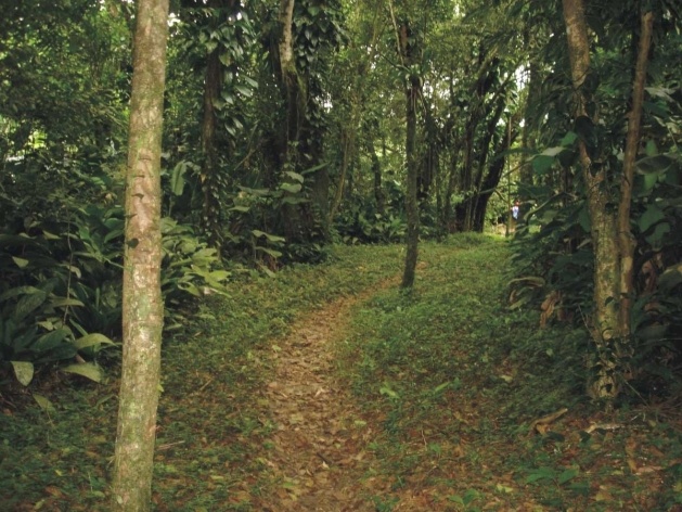 Bertioga, trilha em direção aos Rios Itatinga e Itapanhaú<br />Foto Denise Fernandes Geribello, mar. 2003 