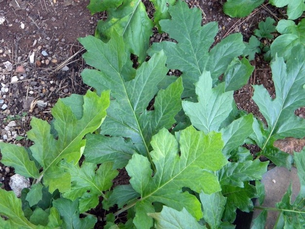 As folhas verdes brilhantes, simetricamente lobadas (de margens profundamente recortadas) têm pares de espaços vazios que são característica marcante nas formas esculturais que adornam o topo das colunas<br />Foto Christiane Lisboa 
