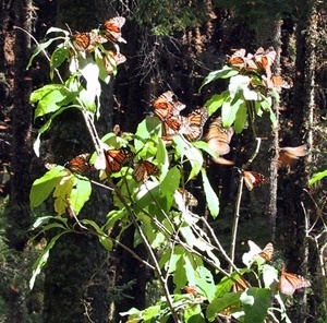 Borboletas monarca colhendo nestar nas flores<br />Foto Sandra Barone 