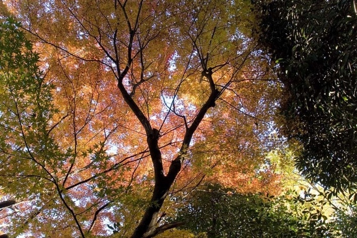 Momiji, Santuário Oji <br />Foto Tom Boechat/Usina de Imagem 