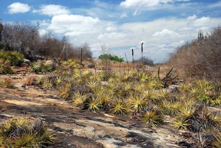 Foto 12 - Nas bordas do Lajedo, o verde das macambiras contrasta com a galharia ressequida do cariri paraibano