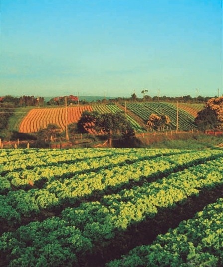 Horta em Parelheiros, São Paulo