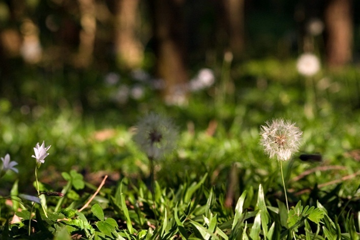 Vegetação de Derrubadas<br />Foto Juliana Falchetti 