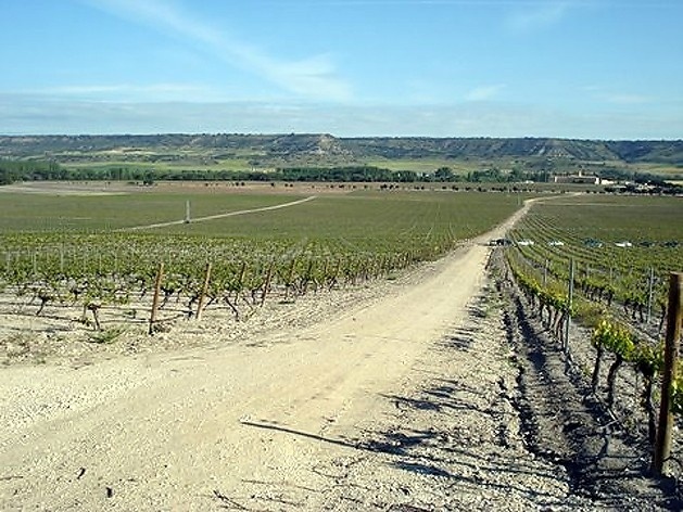 Plantação da Abadia Retuerta<br />Foto Breno Raigorodsky 
