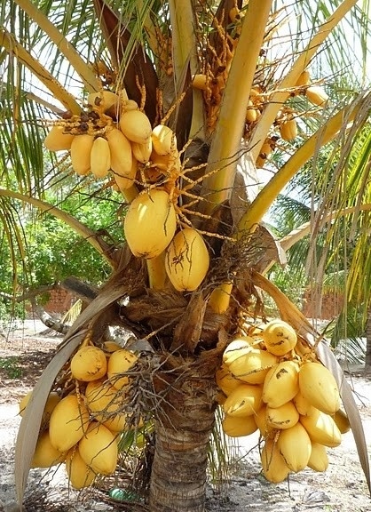 Cruz, Ceará. Coqueiro de Coco Amarelo<br />Foto José Albano 