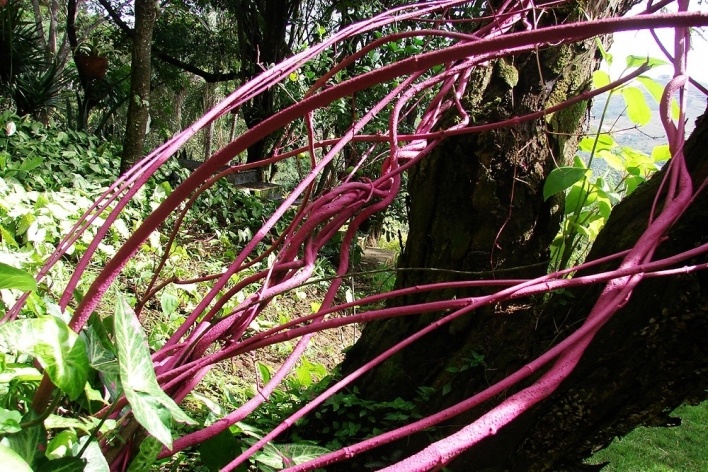 Arbusto morto pintado de magenta<br />Foto Carlos M. Teixeira 