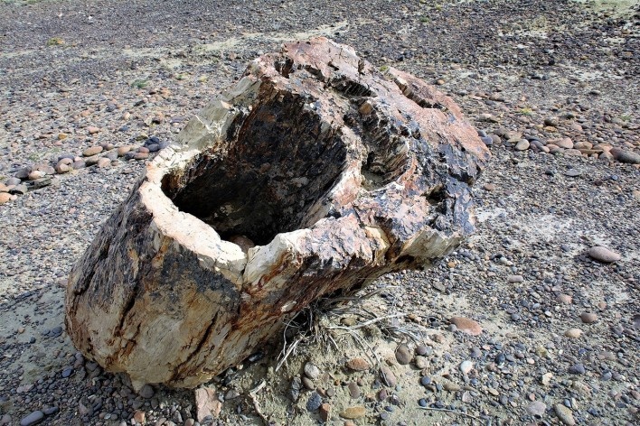 Tronco petrificado. Bosque Petrificado, Sarmiento, Estado de Chubut, Argentina<br />Foto Diana Souza 