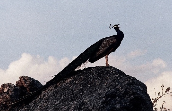 Sertão central, Ceará. Pavão<br />Foto José Albano 