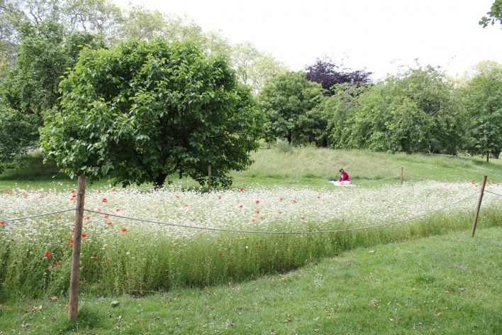 Jardins de papoulas no James’s Park<br />Foto Vanessa Goulart Dorneles 