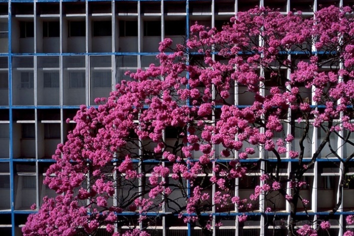Ipê  bloco residencial sul, 2004<br />Foto Salomon Cytrynowicz 