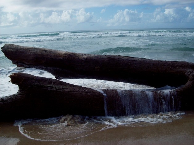 Praia da Joaquina, Florianópolis, março de 2011<br />Foto Gisela Barcellos de Souza 