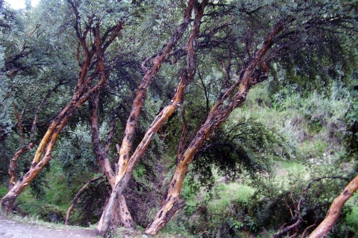 Ollamtaytambo, exemplares da Erytrina falcata<br />Foto Saide Kahtouni 
