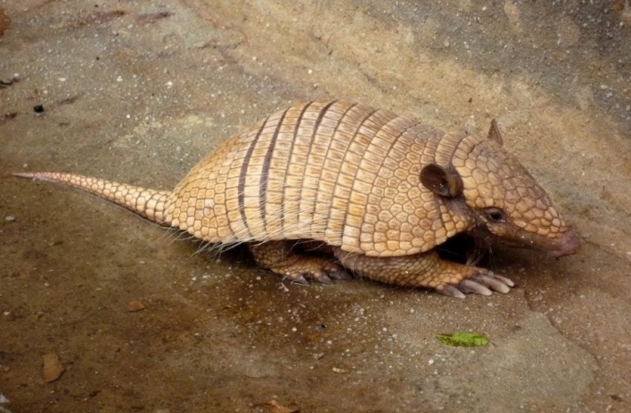 Ceará. Fauna do sertão central, Tatú<br />Foto José Albano 