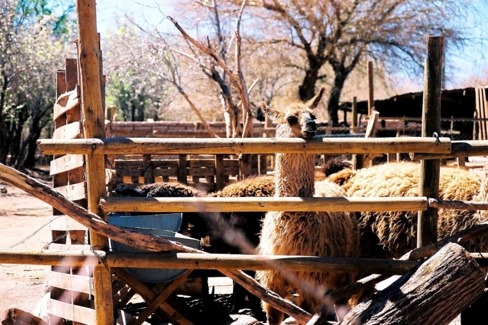 São Pedro do Atacama, Chile<br />Foto José Carvalho Góes 