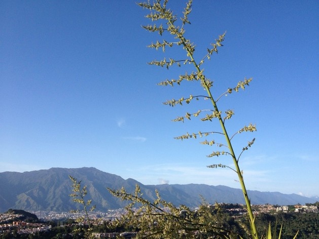 Caracas vista de El Volcán<br />Foto Luiza Bussius 