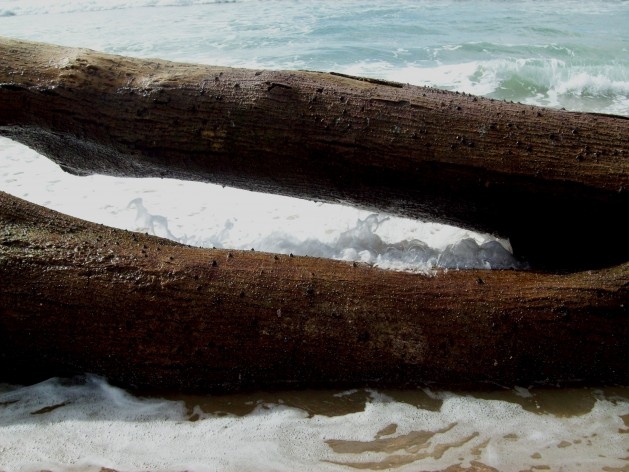 Praia da Joaquina, Florianópolis, março de 2011<br />Foto Gisela Barcellos de Souza 