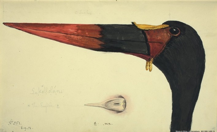 África do Sul, Lekollolani (Cegonha), n. 551, 6 set 1812<br />William John Burchell  [Collection Museum Africa, Johannesburg]