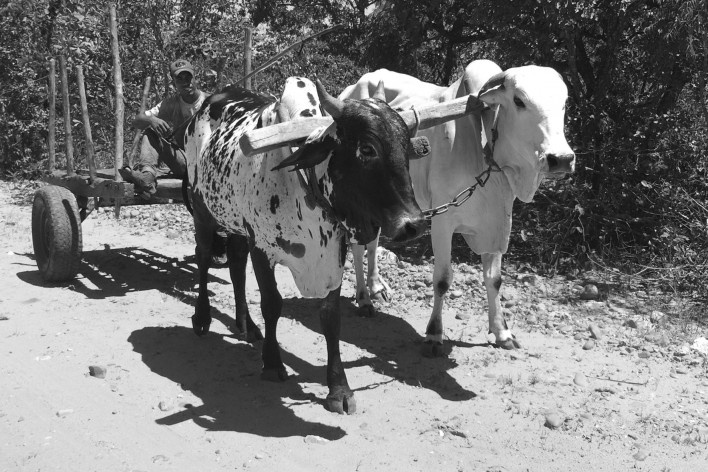 O carro de boi é uma evolução do carroção, a principal diferença: os pneus, antigamente as rodas eram de madeira<br />Foto Ana Carolina Brugnera, 2017 