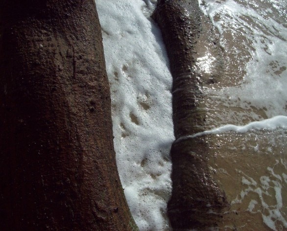 Praia da Joaquina, Florianópolis, março de 2011<br />Foto Gisela Barcellos de Souza 