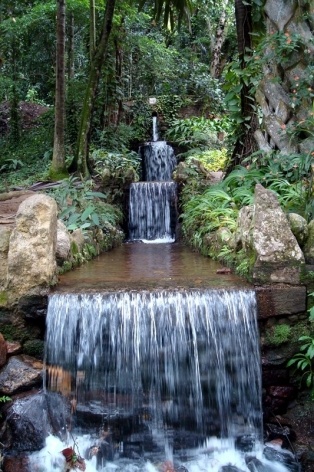 Grande cascata / Raízes tabulares do chichá / Deusa Tétis fonte Wallace 