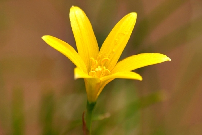 Close de uma flor do parque<br />Foto Juliana Falchetti 