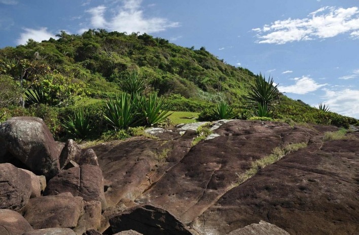 Morro com piteiras (Furcroya-sp.) na praia do Siriú, Garopaba SC<br />Foto José Tabacow 